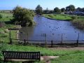 The best duck pond in the world!