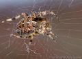 Garden Spider (<i>Araneus diadematus</i>)