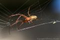 Woodlouse Spider (<i>Dysdera crocata</i>)