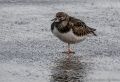 Day 1: Cromer and Sheringham<br />A small flock of Turnstones we came across on the promenade