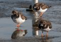 Day 1: Cromer and Sheringham<br />A small flock of Turnstones we came across on the promenade