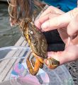 Crabbing on the 'Hammerhead' with Andrea and Emma<br />'Barnacle Eye'!