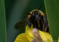 Bumble Bees on Flag Iris (<i>Darthium Vadus</i>)
