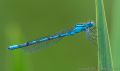 Common Blue Damselfly (<i>Enallagma cyathigerum</i>)