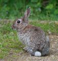 Rabbit (<i>Oryctolagus cuniculus</i>)