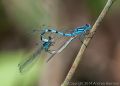 Common Blue Damselfly (<i>Enallagma cyathigerum</i>)