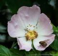 Fly and Weevils on a Dog Rose