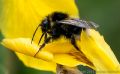 Bumble Bees on Flag Iris
