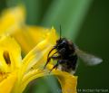 Bumble Bees on Flag Iris