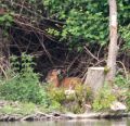 This deer was hunkered down on the other side of the lake - about a hundred metres away!