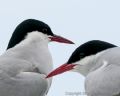 Day 2: Staple and Inner Farne Islands<br />Arctic tern (<i>Sterna paradisaea</i>)