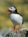 Day 2: Staple and Inner Farne Islands<br />Puffin (<i>Fratercula arctica</i>)