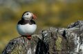 Day 2: Staple and Inner Farne Islands<br />Puffin (<i>Fratercula arctica</i>)