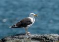 Day 2: Staple and Inner Farne Islands<br />Herring gull (<i>Larus argentatus</i>)
