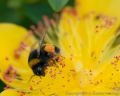 Andrea<br />Small garden bumblebee (<i>Bombus hortorum</i>)