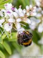 Andy<br />Small garden bumblebee (<i>Bombus hortorum</i>)