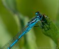 Andy<br />Male Azure Damselfly (<i>Coenagrion puella</i>)