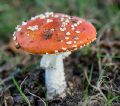 We were told there were no Fly Agaric in this area... this is it!