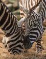 Maneless Zebra (<i>Equus burchelli bohmi</i>)