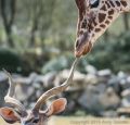 Reticulated Giraffe (<i>Girafa camelopardalis reticulata</i>) and Greater Kudu (<i>Tragelaphus strepsiceros</i>)