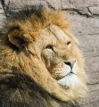 Lion (<i>Panthera leo</i>)