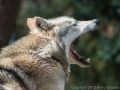 Grey Wolf (<i>Canis lupus</i>)