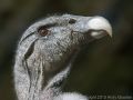 Andean Condor (<i>Vultur gryphus</i>)