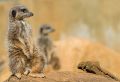 Meerkat (<i>Suricata suricatta</i>)