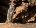 Meerkat Baby (<i>Suricata suricatta</i>)