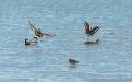 Black-Tailed Godwit (<i>Limosa limosa</i>), Mallard (<i>Anas platyrhynchos</i>) and Redshank (<i>Tringa totanus</i>)