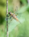 Other Species<br />Four-spotted Chaser Dragonfly (<i>Libellula quadrimaculata</i>)