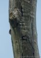 Other Species<br />Young Great spotted woodpecker (<i>Dendrocopos major</i>)