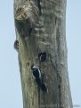 Other Species<br />Great spotted woodpecker (<i>Dendrocopos major</i>) feeding chick