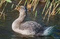 Other Species<br />Greylag Goose (<i>Anser anser</i>)