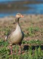 Other Species<br />Greylag Goose (<i>Anser anser</i>)