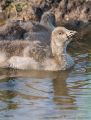 Other Species<br />Young Greylag Goose (<i>Anser anser</i>)