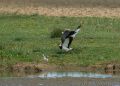 This Lapwing (<i>Vanellus vanellus</i>) gets a bit too close to the Avocet's (<i>Recurvirostra avosetta</i>) chick!<br />