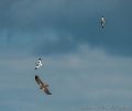 This Marsh Harrier (<i>Circus aeruginosus</i>) got too Close to the Avocet's (<i>Recurvirostra avosetta</i>) nesting ground!<br />