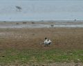 Avocet (<i>Recurvirostra avosetta</i>)<br />