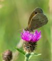 Meadow Brown Butterfly (<i>Maniola jurtina</i>)<br />Nikon D800 + Nikkor 200mm f/4.0 Micro Lens<br />1/640 sec at f/8.0, ISO 800