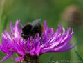 Red-tailed Bumblebee (<i>Bombus lapidarius</i>)<br />Nikon D800 + Nikkor 200mm f/4.0 Micro Lens<br />1/800 sec at f/8.0, ISO 800