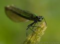 Female Banded Demoiselle Damselfly (<i>Calopteryx splendens</i>)<br />Nikon D800 + Nikkor 200mm f/4.0 Micro Lens<br />1/1000 sec at f/8.0, ISO 800