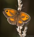 Butterfly Challenge<br />Gatekeeper Butterfly (<i>Pyronia tithonus</i>)<br />1/3200, f/4.5, ISO 800