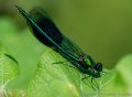 Butterfly Challenge<br />Banded Demoiselle Damselfly (<i>Calopteryx splendens</i>)<br />1/1600, f/8, ISO 800