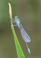 Campsite Lakeside Wildlife<br />Blue-tailed Damselfly (<i>Ischnura elegans</i>)