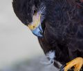 Cornwall Bird of Prey Centre<br />Harris's Hawk (<i>Parabuteo unicinctus</i>)