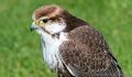 Cornwall Bird of Prey Centre<br />Lanner Falcon (<i>Falco biarmicus</i>)
