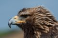Cornwall Bird of Prey Centre<br />Golden Eagle (<i>Aquila chrysaetos</i>)