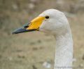 Cornwall Bird of Prey Centre<br />Whooper Swan (<i>Cygnus cygnus</i>)