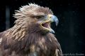Cornwall Bird of Prey Centre<br />Golden Eagle (<i>Aquila chrysaetos</i>)
